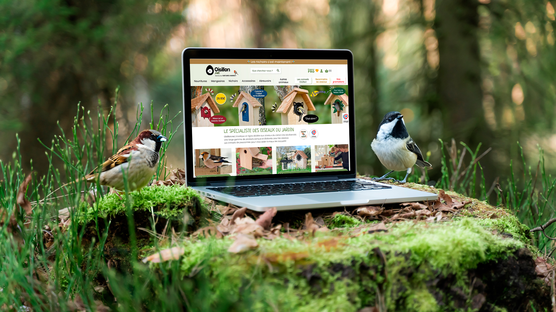 Ecran d'ordinateur en foret ouvert sur la page Oisillon.net